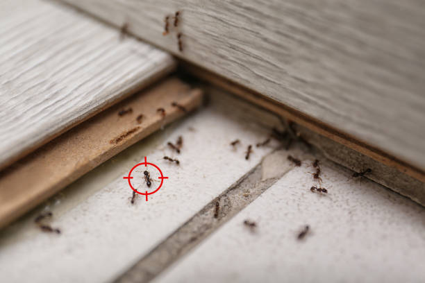 Best Residential Pest Control  in Cookeville, TN